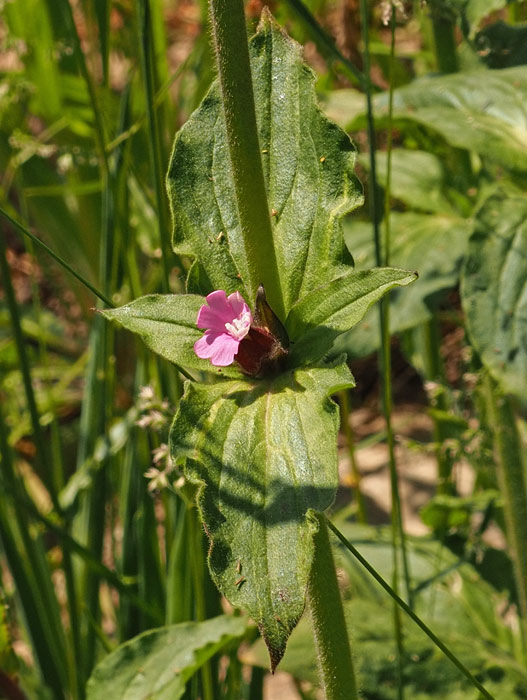 Rote Lichtnelke, Silene dioica